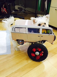 Just a sneak peak of what I'll be rolling up in at the NY Pet Fashion Show&nbsp;